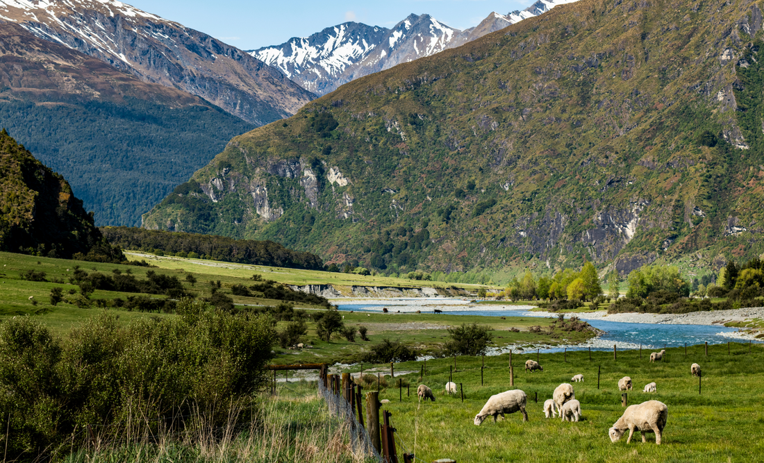 What makes New Zealand Merino Wool so special?