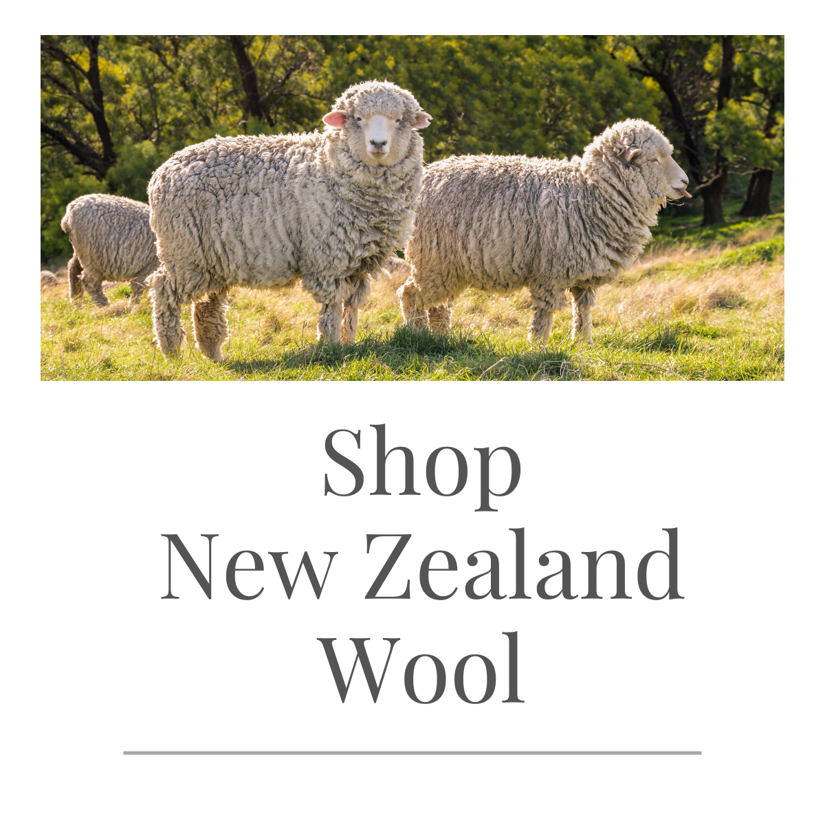 NZ Wool