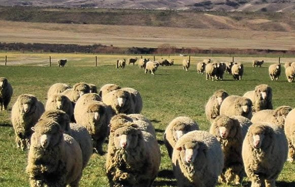 Merino